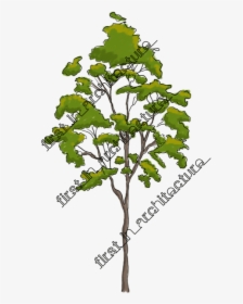 Fia Trees Elevation - Gambel Oak, HD Png Download, Transparent PNG