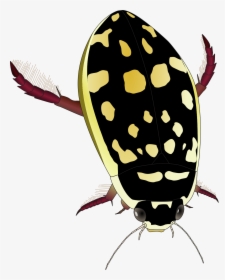 Yellow And Black Water Beetle, HD Png Download, Transparent PNG