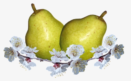 Frutas, Peras, Flor De Pera, La Nutrición - Hruška Png, Transparent Png, Transparent PNG