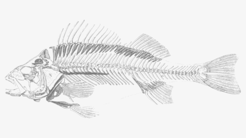 Fish Skeleton Transparent Background, HD Png Download, Transparent PNG