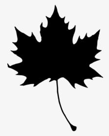 Transparent Leaf Clipart - Maple Leaf Black And White Clipart, HD Png Download, Transparent PNG