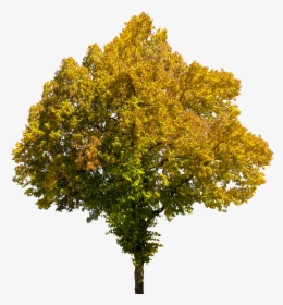 Fall Tree Transparent Background, HD Png Download, Transparent PNG