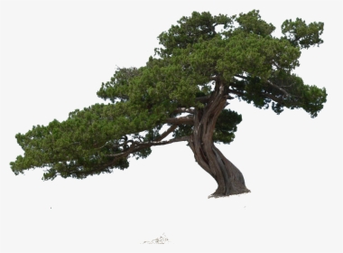 Tree,plant,woody White Oak,jack Pine,lodgepole Live - Hd Group Trees Png, Transparent Png, Transparent PNG
