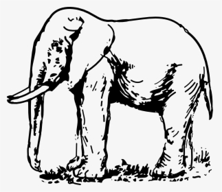 Elephant Images Black And White, HD Png Download, Transparent PNG