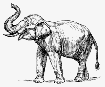 Drawing Line Elephant Huge - Black And White Elephant, HD Png Download, Transparent PNG
