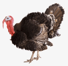 Turkey Transparent Background, HD Png Download, Transparent PNG
