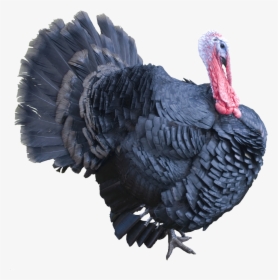 Best Free Turkey Png Image - Real Turkey Png, Transparent Png, Transparent PNG