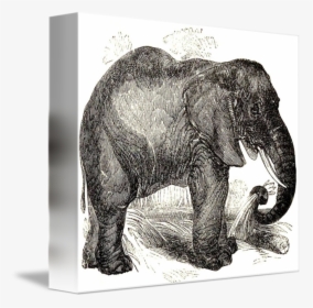 Vintage Elephant Illustration - Illustration, HD Png Download, Transparent PNG