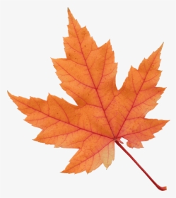 Clip Art Fall Leaf, HD Png Download, Transparent PNG