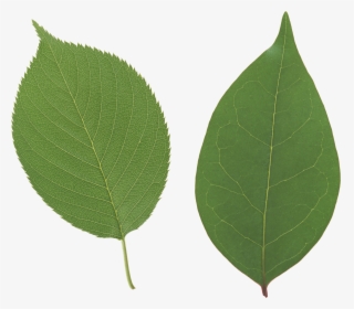 Leaf - Apple Tree Leaf Png, Transparent Png, Transparent PNG