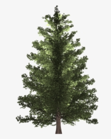Transparent Tree Section Png - Pine Tree Hd Png, Png Download, Transparent PNG