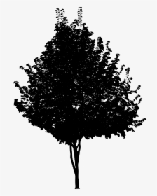 Tree Png Black And White, Transparent Png, Transparent PNG