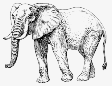 Elephant Vector Illustration - Elephant Black And White, HD Png Download, Transparent PNG