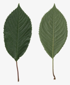 Transparent Leaves - Prunus Avium Leaf, HD Png Download, Transparent PNG