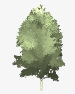 Tree, HD Png Download, Transparent PNG