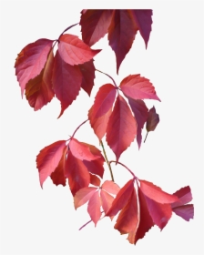 Autumn Leaves Png Pink, Transparent Png, Transparent PNG
