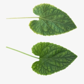 Green Leaves Png Image - Leaf Texture .png, Transparent Png, Transparent PNG