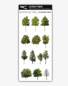 Medium Size Tree, HD Png Download, Transparent PNG