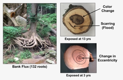 Images Of Exposed Tree Root Ball And Tree Ring Cross - Tree Root Cross Section, HD Png Download, Transparent PNG