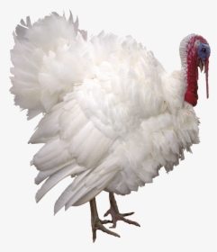 Turkey Png - Turkey On White Background, Transparent Png, Transparent PNG