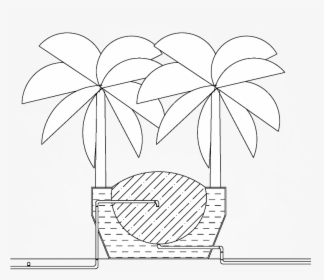 Section Banana Tree - Illustration, HD Png Download, Transparent PNG