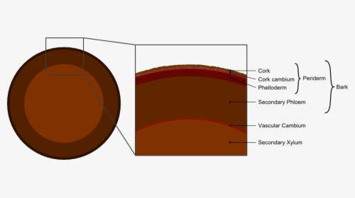 Tree Secondary Components Diagram - Difference Between Cork And Bark, HD Png Download, Transparent PNG