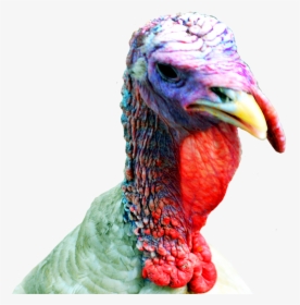 Thanksgiving Clipart Turkey Head - Turkey Head Transparent, HD Png Download, Transparent PNG