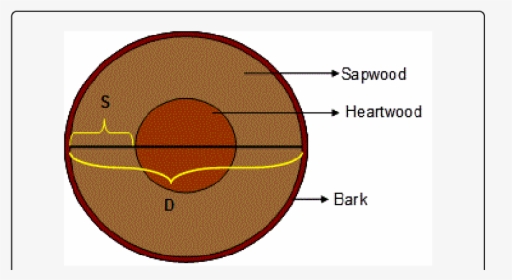 Cross Section Of A Typical Tree Trunk - Circle, HD Png Download, Transparent PNG