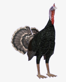 Wild Turkey, HD Png Download, Transparent PNG