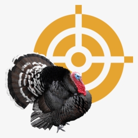 Broad Breasted Black Turkey, HD Png Download, Transparent PNG
