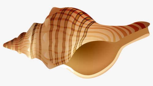 Transparent Conch Shell Clipart - Transparent Shell Clip Art, HD Png Download, Transparent PNG