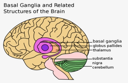 Brain Basal Ganglia, HD Png Download, Transparent PNG