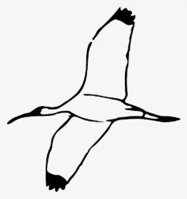 Drawing, Bird, Wing, Fly, Flying, Book, Wood, Wings - Scarlet Ibis Bird Outline, HD Png Download, Transparent PNG
