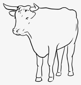 Cow Drawing Artistic - Bull And Cow Drawing, HD Png Download, Transparent PNG