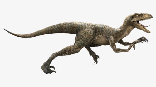 Jurassic Park Velociraptor Deinonychus Late Cretaceous - Raptor Dinosaur, HD Png Download, Transparent PNG