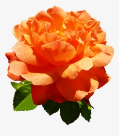 Head Of Orange Rose Flower - Orange Rose Flower Png, Transparent Png, Transparent PNG