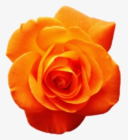 Garden Roses Orange Flower Red - Orange Rose, HD Png Download, Transparent PNG
