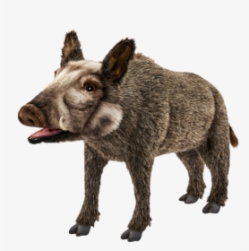 Wild Boar Png Images Download - Pig Donkey, Transparent Png, Transparent PNG