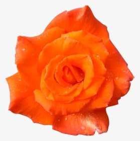 Transparent Orange Rose Png - Orange Flowers With Transparent Background, Png Download, Transparent PNG