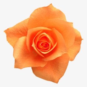 Rose Yellow Flower Clip Art - Orange Rose Png, Transparent Png, Transparent PNG