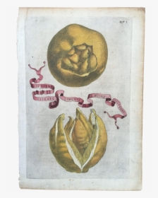 Antique 1646 Ferrari Botanical Lemon Citrus Engraving - Creative Arts, HD Png Download, Transparent PNG