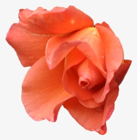 Pink Orange Flower Png, Transparent Png, Transparent PNG