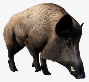 Boar - Domestic Pig, HD Png Download, Transparent PNG