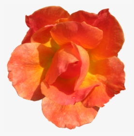 Clipart Flowers Orange - Orange Flower Cut Out, HD Png Download, Transparent PNG