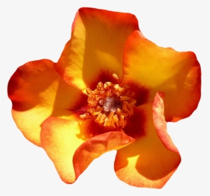 Yellow Rose Flower Top View Png Image - Rose, Transparent Png, Transparent PNG