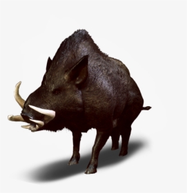 Dzik Wiedźmin - Witcher 3 Wild Boar, HD Png Download, Transparent PNG