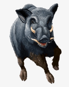 Boar Png - Wild Hog Transparent Background, Png Download, Transparent PNG