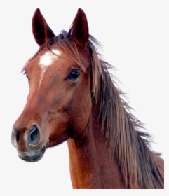 Horse Png Free Image Download - Transparent Background Horse Transparent, Png Download, Transparent PNG