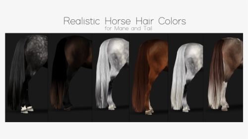Transparent Horse Tail Png - Stallion, Png Download, Transparent PNG