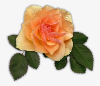 Rose, Apricot, Flower, Blossom, Bloom - Galho De Folhas De Rosa Png, Transparent Png, Transparent PNG